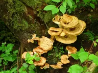 Zagadka Mushrooms in moss