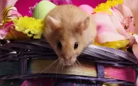 Puzzle Rodent in colors