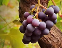 Jigsaw Puzzle Bunch of grapes