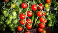 Jigsaw Puzzle bunches of tomatoes