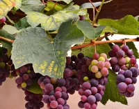 Puzzle bunches of grapes