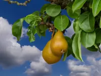 Puzzle Pear