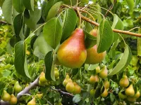 Jigsaw Puzzle Pears