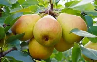 Zagadka Pear