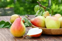 パズル Pears on the branch