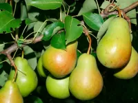 Puzzle Pears on a branch