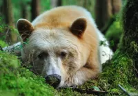 Quebra-cabeça Sad bear