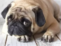 Слагалица Sad pug