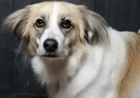 Rompicapo Sad dog