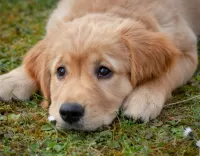 Quebra-cabeça Sad puppy