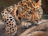 Пазл Грустный леопард
