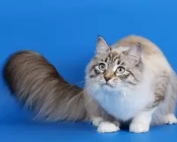 Пазл Грустящий кот