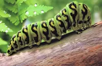 Jigsaw Puzzle Caterpillar