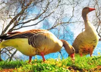Jigsaw Puzzle Geese
