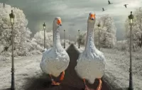 Puzzle Geese for a walk