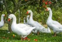 Jigsaw Puzzle Geese under the apple tree