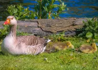 Zagadka Goose with chicks