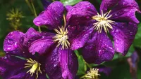 パズル deep purple flowers