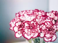 Puzzle Double carnations