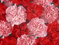 Jigsaw Puzzle Carnations