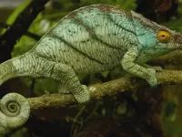 Rätsel Chameleon