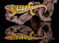 Quebra-cabeça Chameleon