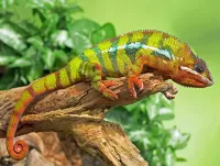 Rompecabezas Chameleon on a branch