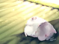 Quebra-cabeça Hamster