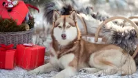 Jigsaw Puzzle Husky and gifts