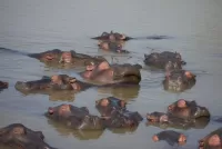 Puzzle Hippos of SA