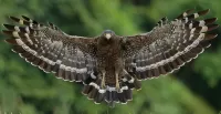 Zagadka Bird of prey