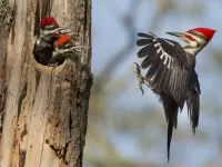 Quebra-cabeça Pileated woodpecker