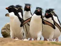 Пазл Хохлатые пингвины