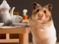 Jigsaw Puzzle Hamster