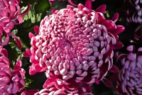 Rompecabezas Chrysanthemum
