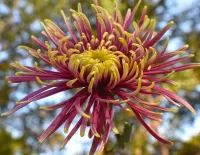 Слагалица Chrysanthemum