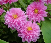 Zagadka Chrysanthemum