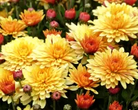 Слагалица Chrysanthemum
