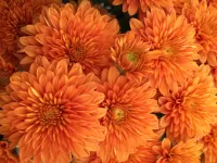 Rätsel Chrysanthemum