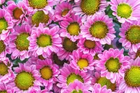 パズル Chrysanthemum