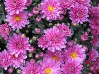 Jigsaw Puzzle Chrysanthemum