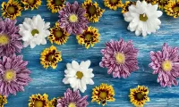 Puzzle Chrysanthemums