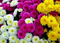 Quebra-cabeça Chrysanthemums