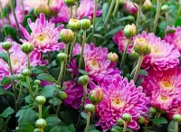 Слагалица Chrysanthemums