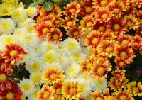 Jigsaw Puzzle Chrysanthemums