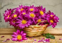 Jigsaw Puzzle Chrysanthemums in a basket
