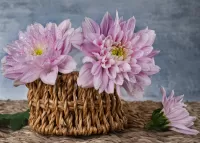 Jigsaw Puzzle Chrysanthemums in a basket