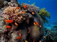 Jigsaw Puzzle I snova koralli