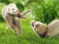Jigsaw Puzzle Playing ferrets