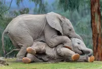Слагалица Playing elephants